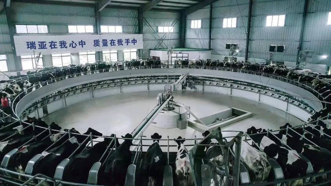 花花牛丨國家奶牛產業技術體系首席科學家、中國農業大學教授李勝利一行蒞臨花花牛魯山瑞亞參觀調研
